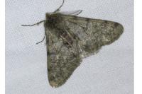 Phigalia pilosaria