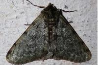 Phigalia pilosaria