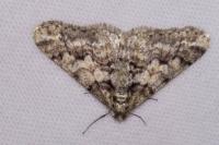 Agriopis leucophaearia