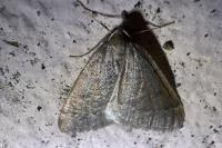 Theria primaria