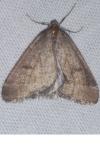 Theria primaria