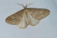 Phigaliohybernia marginaria
