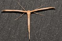 Emmelina monodactyla