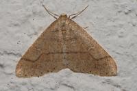 Phigaliohybernia marginaria