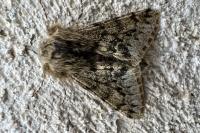 Apocheima hispidaria