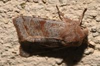 Orthosia incerta