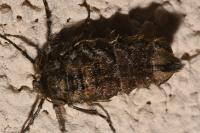 Phigalia pilosaria