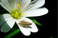 Coleophora
