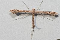 Amblyptilia acanthadactyla