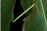 Chloroclysta siterata