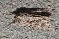 Xylocampa areola