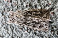 Xylocampa areola