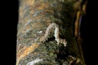 Campaea margaritaria