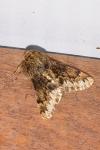 Apocheima hispidaria