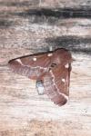 Eriogaster lanestris