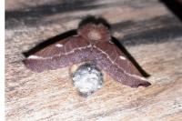 Eriogaster lanestris