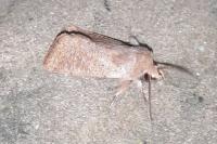 Orthosia cruda