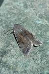 Orthosia incerta