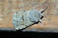 Orthosia incerta