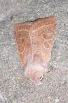 Orthosia cerasi