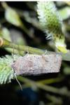 Orthosia incerta