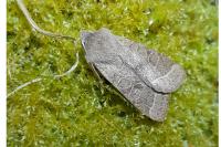 Orthosia cerasi