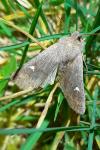 Eupsilia transversa