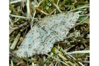 Ectropis crepuscularia