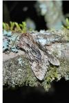 Brachionycha nubeculosa