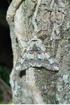 Biston strataria