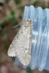 Alsophila aescularia