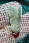Orthosia incerta