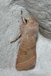 Orthosia cerasi