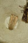 Orthosia cruda