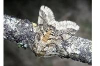Lycia hirtaria