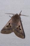 Orthosia gothica