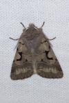 Orthosia gothica
