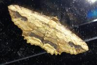Menophra abruptaria