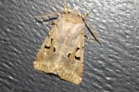 Orthosia gothica