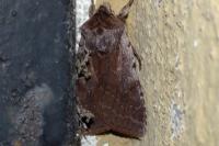 Cerastis rubricosa