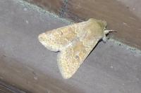 Orthosia miniosa