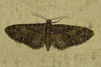 Eupithecia abbreviata