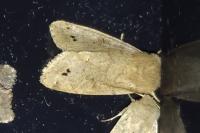 Anorthoa munda