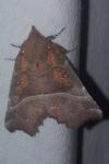 Scoliopteryx libatrix