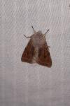 Orthosia incerta