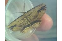 Menophra abruptaria