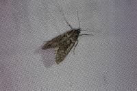 Diurnea fagella