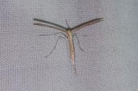 Emmelina monodactyla
