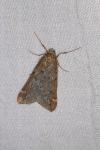 Alsophila aescularia
