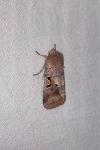 Orthosia gothica
